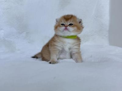 Hamster - Scottish Fold - Gallery Photo #1