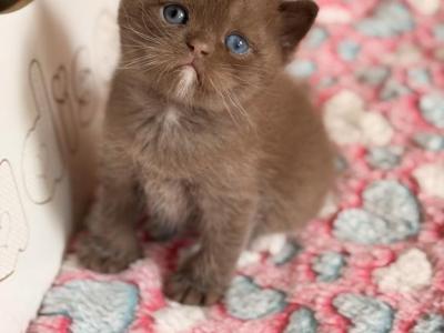 Jacob - British Shorthair - Gallery Photo #1