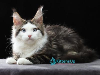 Danis - Maine Coon - Gallery Photo #1