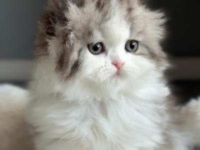 Ruby Rose - Scottish Fold - Gallery Photo #1