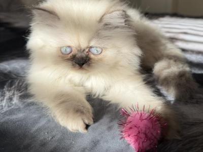 Reserved Sunny - Persian - Gallery Photo #1