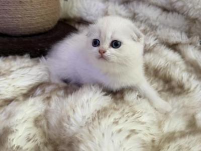 Scottish White Fold - Scottish Fold - Gallery Photo #1