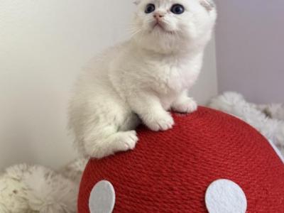 Fold White - Scottish Fold - Gallery Photo #1