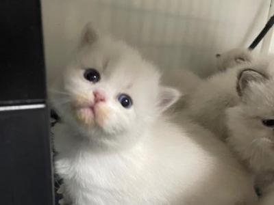 New Litters On The Way - Siberian - Gallery Photo #1