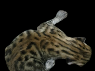 F3 Savannah Kittens - Savannah - Gallery Photo #1