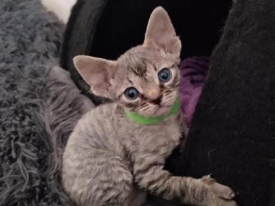 Devon Rex Tabby - Devon Rex - Gallery Photo #1