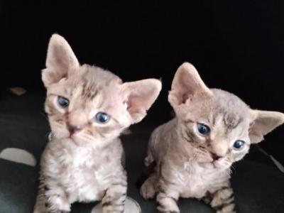 Devon Rex Black Tabby Female - Devon Rex - Gallery Photo #1