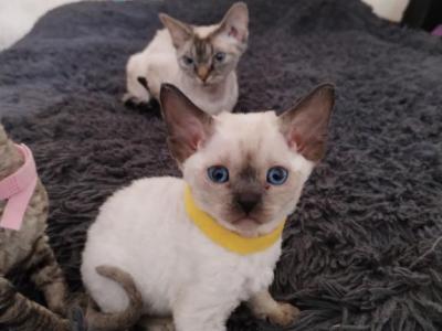Devon Rex Point Color - Devon Rex - Gallery Photo #1