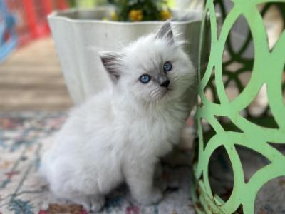 Sassy - Ragdoll - Gallery Photo #1