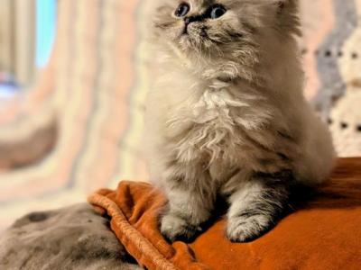Totally Cute CFA Registered Himalayan - Himalayan - Gallery Photo #1