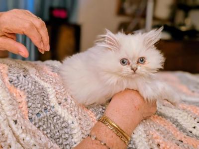 Loving CFA Registered Blue Point - Persian - Gallery Photo #1