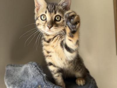 Ashley Female Bengal Kitten - Bengal - Gallery Photo #1