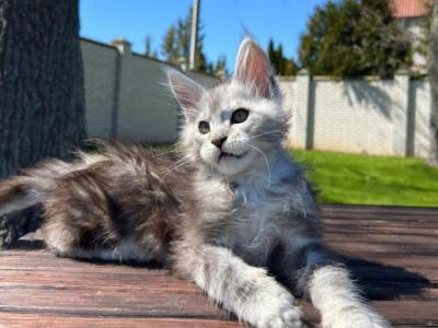 Eric - Maine Coon - Gallery Photo #1