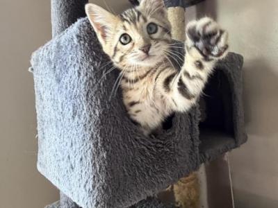 Mary Kate Female Bengal Kitten - Bengal - Gallery Photo #1