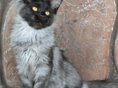 Boy V110 - Maine Coon - Gallery Photo #1
