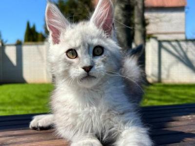Emir - Maine Coon - Gallery Photo #1