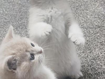 Luxury Kitty Love - British Shorthair - Gallery Photo #1