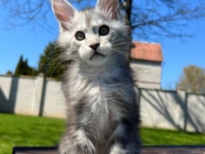 Eric - Maine Coon - Gallery Photo #1