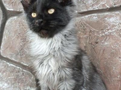 Boy V110 - Maine Coon - Gallery Photo #1