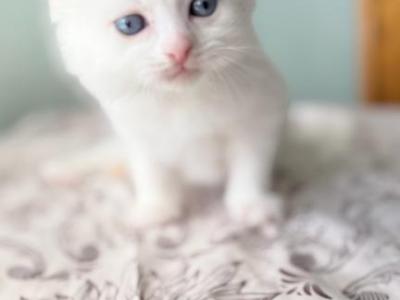 Boy S4 - Siberian - Gallery Photo #1