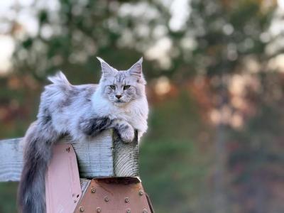 Posh - Maine Coon - Gallery Photo #1