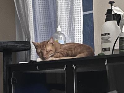 Milo - Domestic - Gallery Photo #1