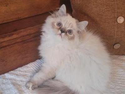 Petunia - Himalayan - Gallery Photo #1