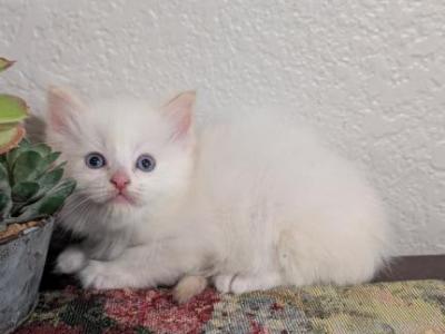 Milo - Ragdoll - Gallery Photo #1
