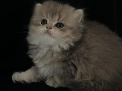 Same Litter - British Shorthair - Gallery Photo #1