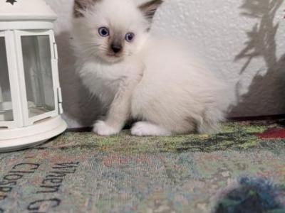 Teddy - Ragdoll - Gallery Photo #1