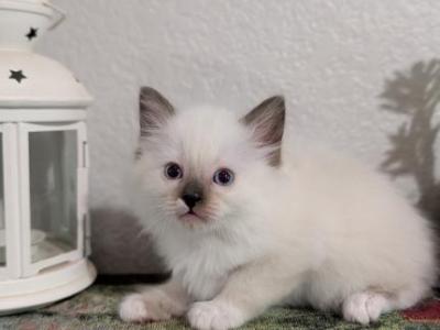 Charlie - Ragdoll - Gallery Photo #1