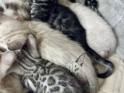 Bengal Kittens - Bengal - Gallery Photo #1