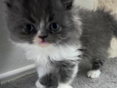 Sox - Persian - Gallery Photo #1