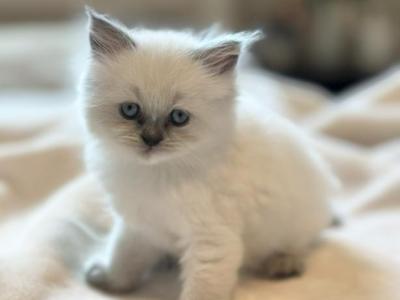 Ariel Spring Litter G - Himalayan - Gallery Photo #1