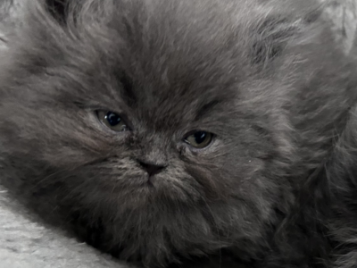Smoky - Domestic - Gallery Photo #1