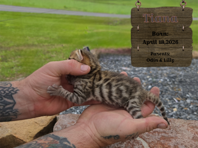 Tiana - Bengal - Gallery Photo #1