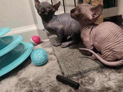 Canadian Bambinoo Sphinx - Sphynx - Gallery Photo #1