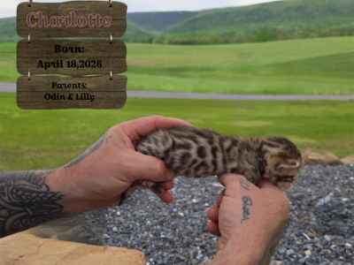 Charlotte - Bengal - Gallery Photo #1