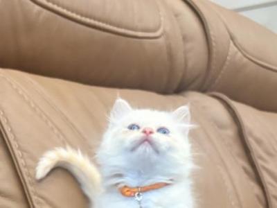 Orange Collar - Ragdoll - Gallery Photo #1