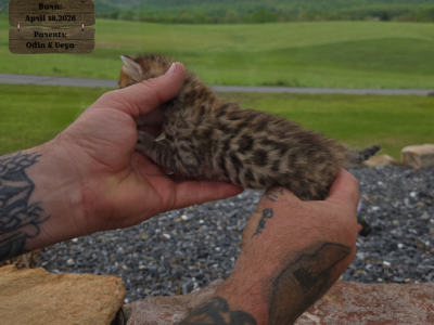 KODA Brown Bengal - Bengal - Gallery Photo #1