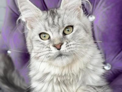 Umma Ns22 Maine Coon - Maine Coon - Gallery Photo #1