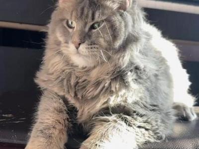 Giant & Gentle Blue Tabby Maine Coon Boy - Maine Coon - Gallery Photo #1