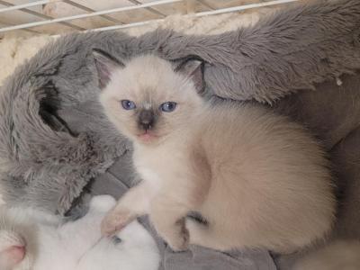 Kiara - Siamese - Gallery Photo #1