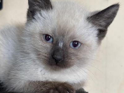 Mari - Siamese - Gallery Photo #1
