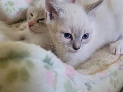 Ciara - Siamese - Gallery Photo #1