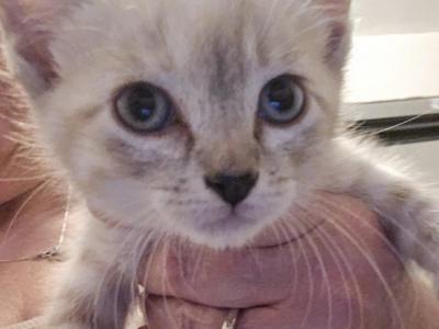 Lynx Pointed Siamese Kittens - Siamese - Gallery Photo #1