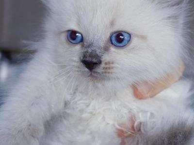 Tulip - Ragdoll - Gallery Photo #1