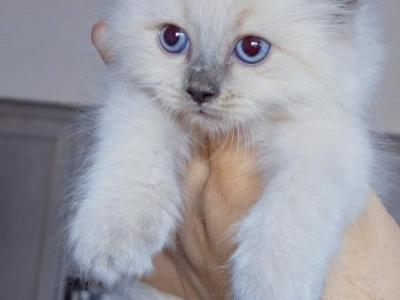 Bluebell - Ragdoll - Gallery Photo #1