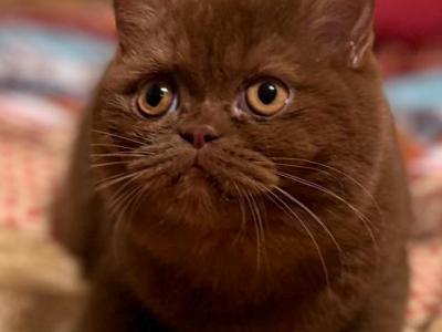 Forest - British Shorthair - Gallery Photo #1