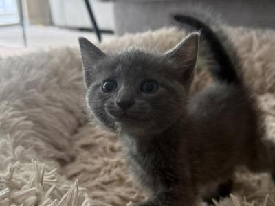 Russian Blues Kitten - Russian Blue - Gallery Photo #1